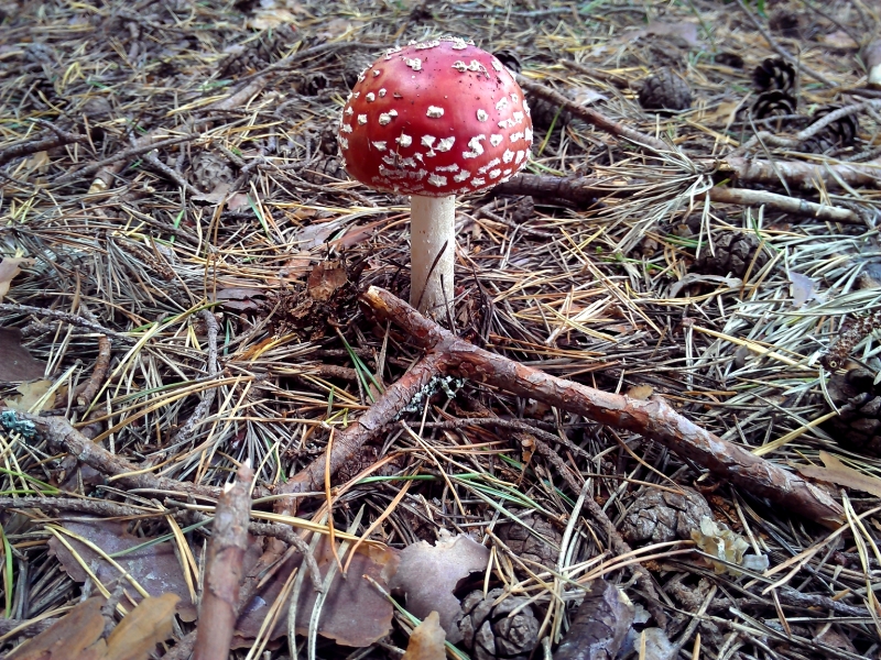 amanita muscaria