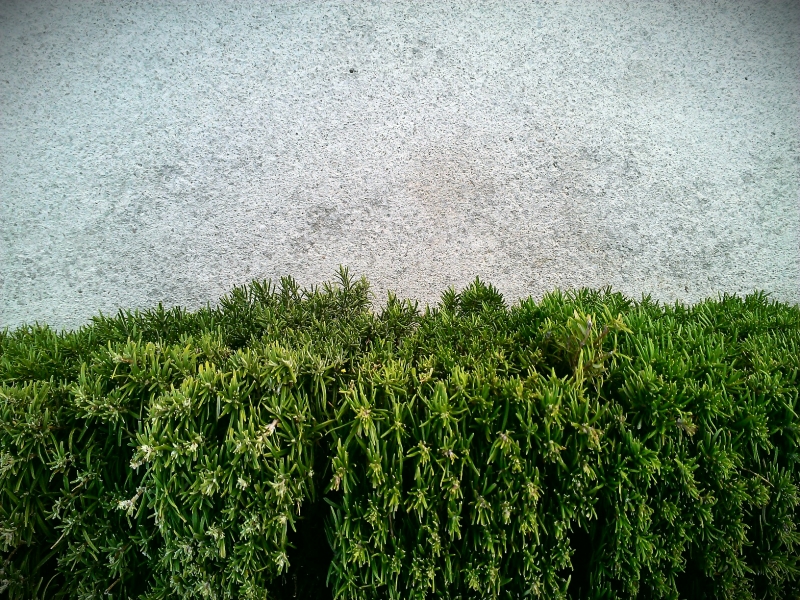 green grass
