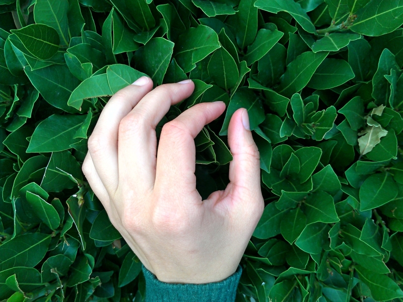Laurus nobilis